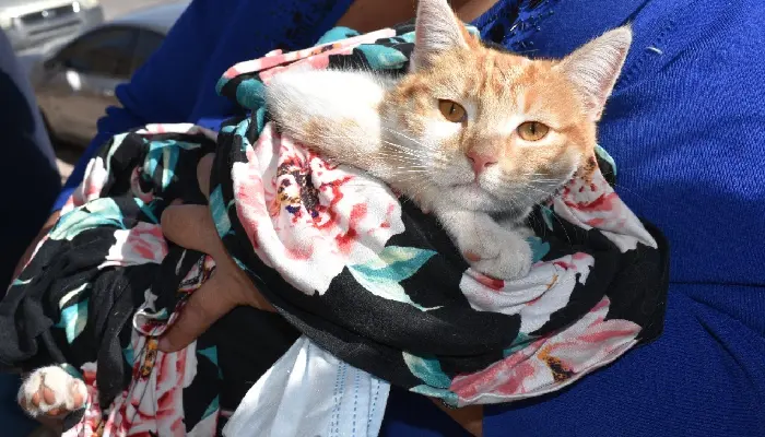 Nogales: Cien perritos y gatos son esterilizados gratuitamente en la Quinta Jornada de Esterilización