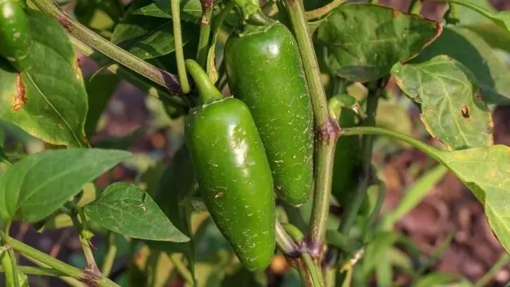 Clima frío beneficia al cultivo de hortalizas en Valle del Yaqui