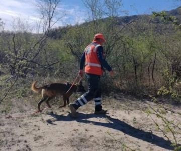 Perros de búsqueda y rescate son puestos a prueba en simulacro