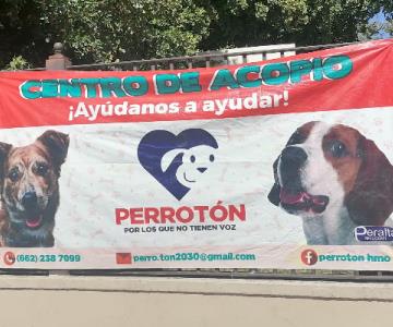 El Perroton solicita alimento para felinos y canes