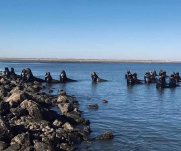 ¡Cuidado! Puede que el tiburón blanco siga cerca de la playa de Huatabampito