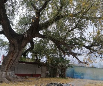 Esta es la costosa multa con la que sancionarán a quien queme árboles