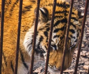 Corren a Ejército de pueblo que tenía drogas ¡y tigres!