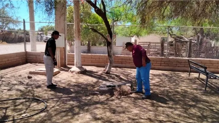 Ataque de abejas deja un perro muerto y más de 25 lesionados