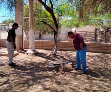 Ataque de abejas deja un perro muerto y más de 25 lesionados