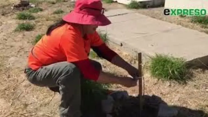 Siembran árboles de Palo Verde en panteón Yáñez