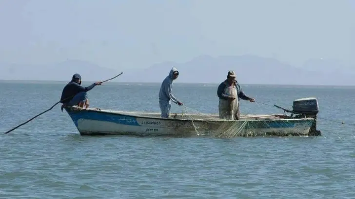 Presencia de tiburones en Sonora causa temor en buzos y pescadores