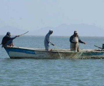 Presencia de tiburones en Sonora causa temor en buzos y pescadores