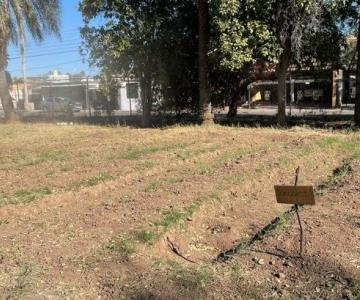 Estudiantes del Instituto Kino reciben apoyo para rehabilitación de huerto