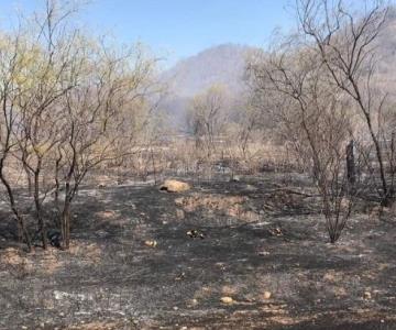 Incendios forestales en Álamos son provocados: Comandante de Bomberos