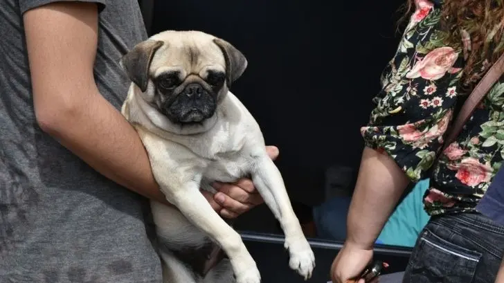 Realizan Jornada de Castración e Inmunización para mascotas en Nogales