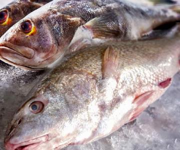 Veda afecta a pescadores de la Bahía de Tóbari