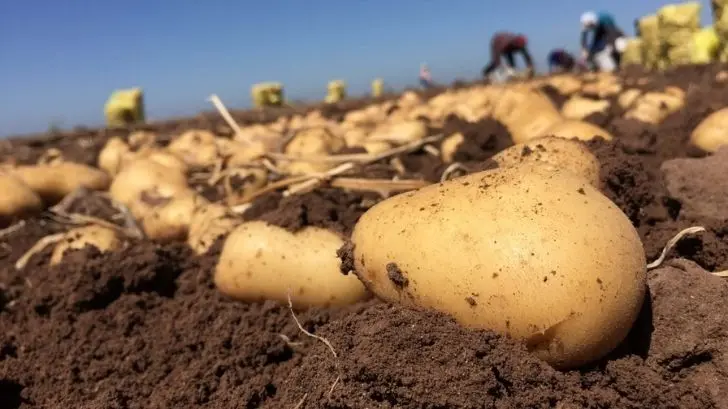 Producción de papa en Sonora; costos están por debajo de lo normal