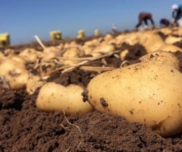 Producción de papa en Sonora; costos están por debajo de lo normal