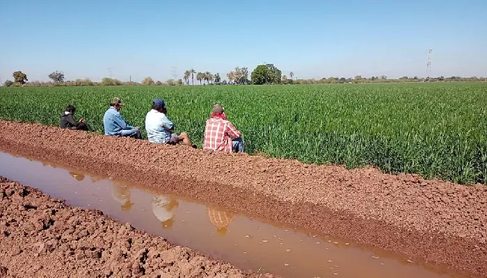 Productores sonorenses beneficiados en la venta de granos por conflicto Rusia-Ucrania