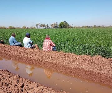 Productores sonorenses beneficiados en la venta de granos por conflicto Rusia-Ucrania