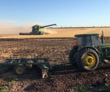 Siembra de trigo en el Valle del Mayo ya está en la recta final