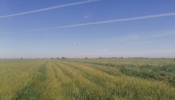 Don Lupe: la nueva variedad de trigo en el Valle del Yaqui