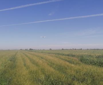 Don Lupe: la nueva variedad de trigo en el Valle del Yaqui