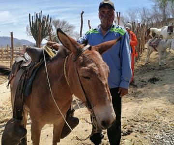 Caballos y burritos, los héroes sin capa de las provisiones en la Sierra de Álamos