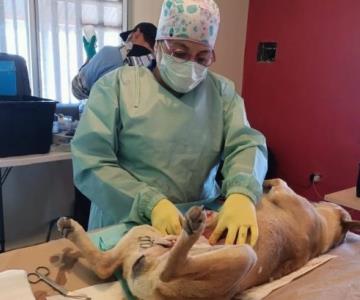 Cerca de miil 500 perros y gatos han sido esterilizados en Nogales