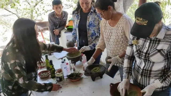 Mayos de Sonora y Sinaloa solicitan permiso para cultivo de cannabis