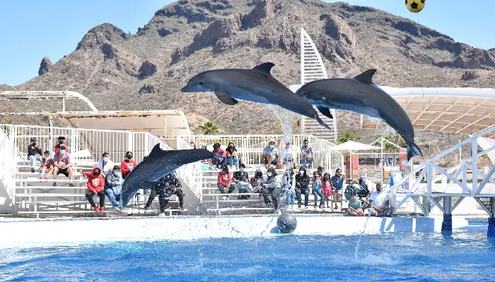 Horarios y precios del Delfinario Sonora esta Semana Santa