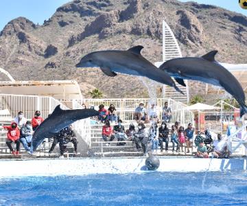 Horarios y precios del Delfinario Sonora esta Semana Santa