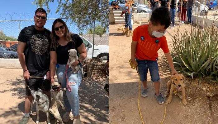 Perros y gatos de la colonia Arcoíris reciben tratamientos gratuitos