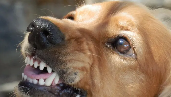 (Foto: Archivo/EXPRESO).