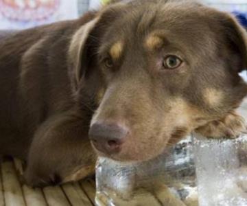 Reiteran llamado a cuidar mascotas ante altas temperaturas