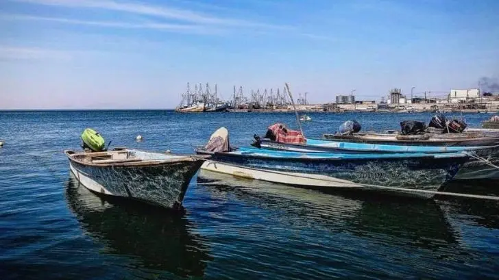 Tiburones en Yavaros: reanudan captura de callo de hacha con temor