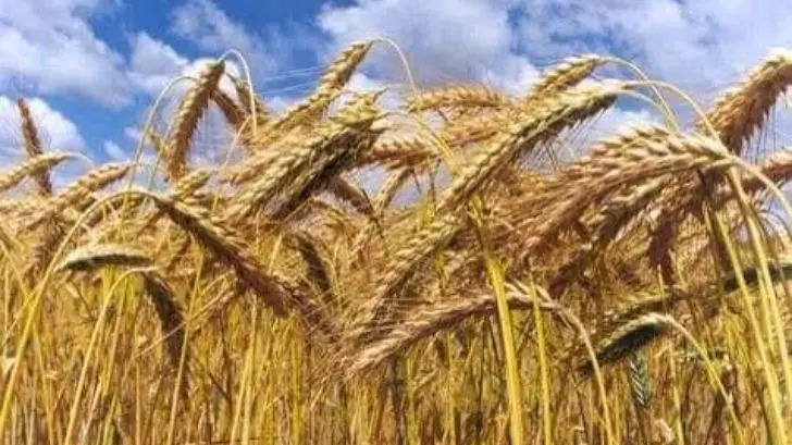 Agricultores al sur de Sonora sufren por falta de agua y aumento de insumos