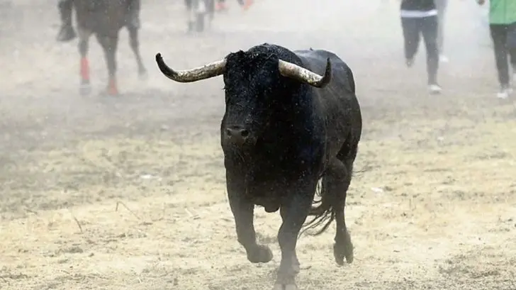 Muere joven tras ser embestido por un toro