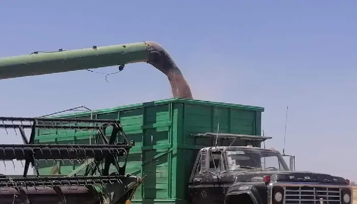 Rendimiento del trigo preocupa a los productores del sur de sonora
