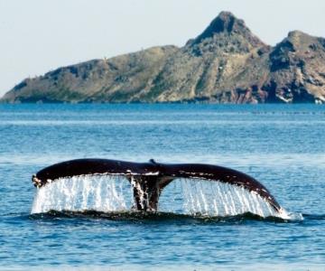 Fiestas del Pitic 2022: encuentro de gigantes en el Mar de Cortés