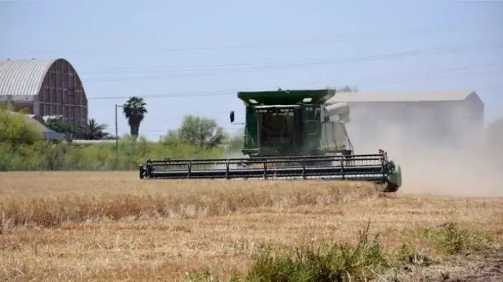 Registran buen rendimiento de trigo en Valle del Mayo pese a malos pronósticos