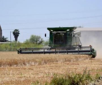 Registran buen rendimiento de trigo en Valle del Mayo pese a malos pronósticos