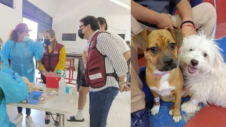 Nogales: más de mil 600 mascotas han sido esterilizadas en lo que va del año