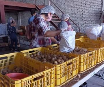 Recaudan alimento para afectados por pandemia en el sur de Sonora