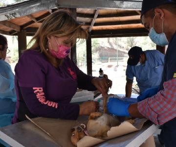 Ya son mas de 1,300 perros y gatos esterilizados gratis en Nogales