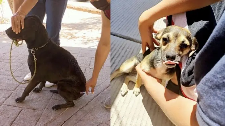 Nogales: anuncian próxima campaña de esterilización a mascotas