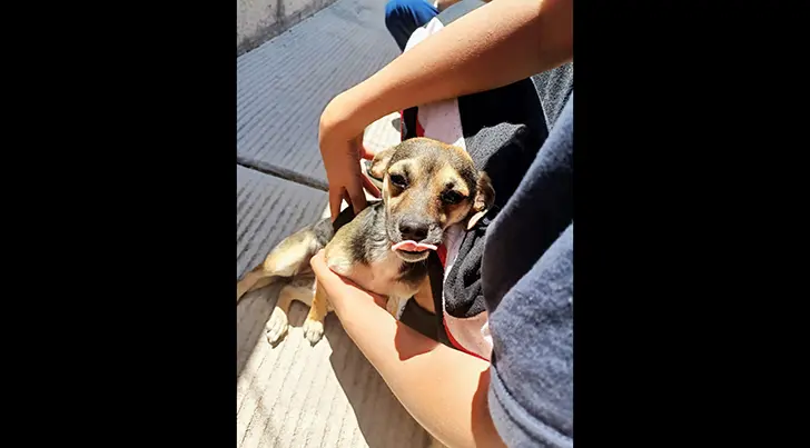 Dirección de Salud de Nogales promueve la crianza responsable de perros y gatos