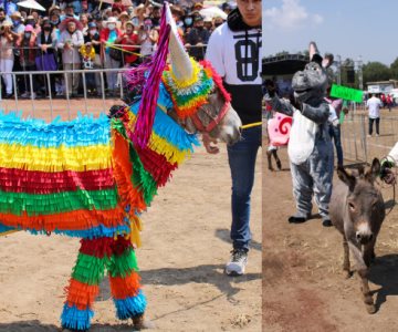 ¡Burro piñata! Burritos disfrazados se hacen virales