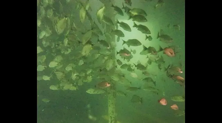Fotos de José Luis Chávez, de El Mar Diving Center en San Carlos.