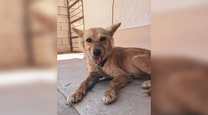 Buscan hogar para La Güera, perrita abandonada a su suerte en Guaymas