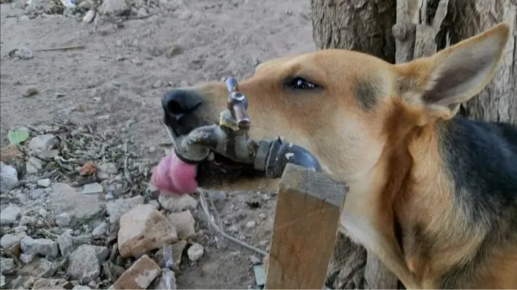 ¿Cómo evitar golpes de calor en mascotas? Registran caso en Navojoa