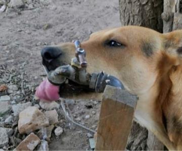 ¿Cómo evitar golpes de calor en mascotas? Registran caso en Navojoa