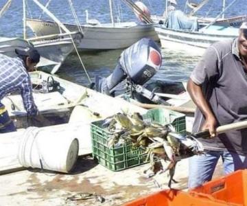 Pescadores del sur de Sonora sufren por veda de jaiba