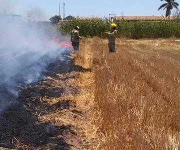 Buscan aumentar la multa por quema de gavilla en el Valle del Yaqui